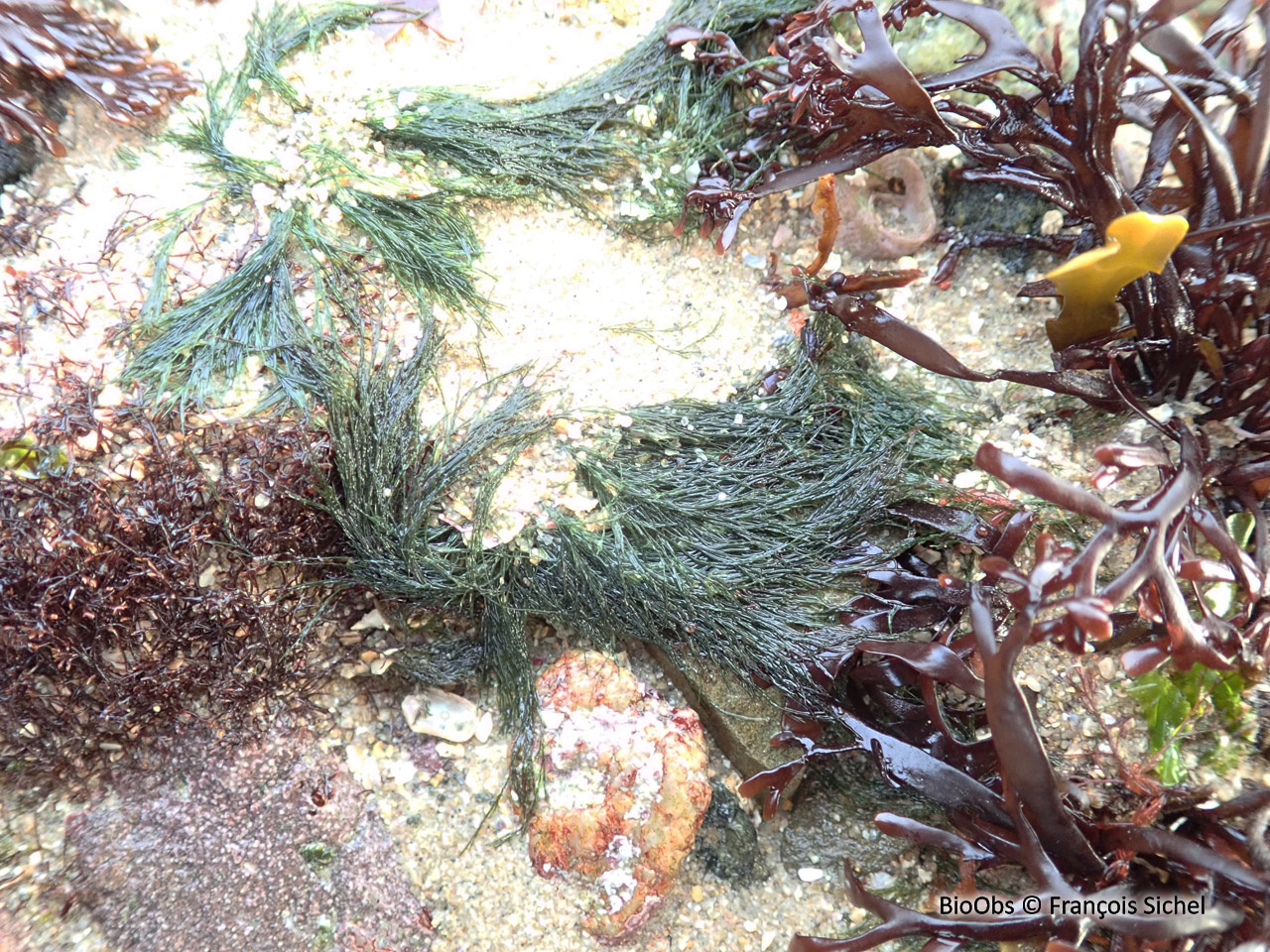 Cladophore des rochers - Cladophora rupestris - François Sichel - BioObs