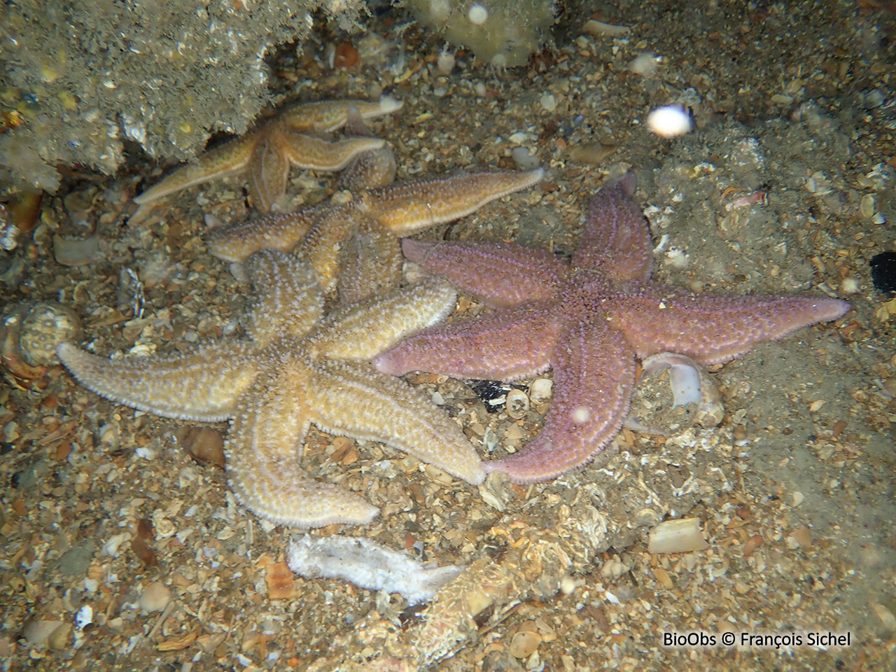Etoile de mer commune - Asterias rubens - François Sichel - BioObs