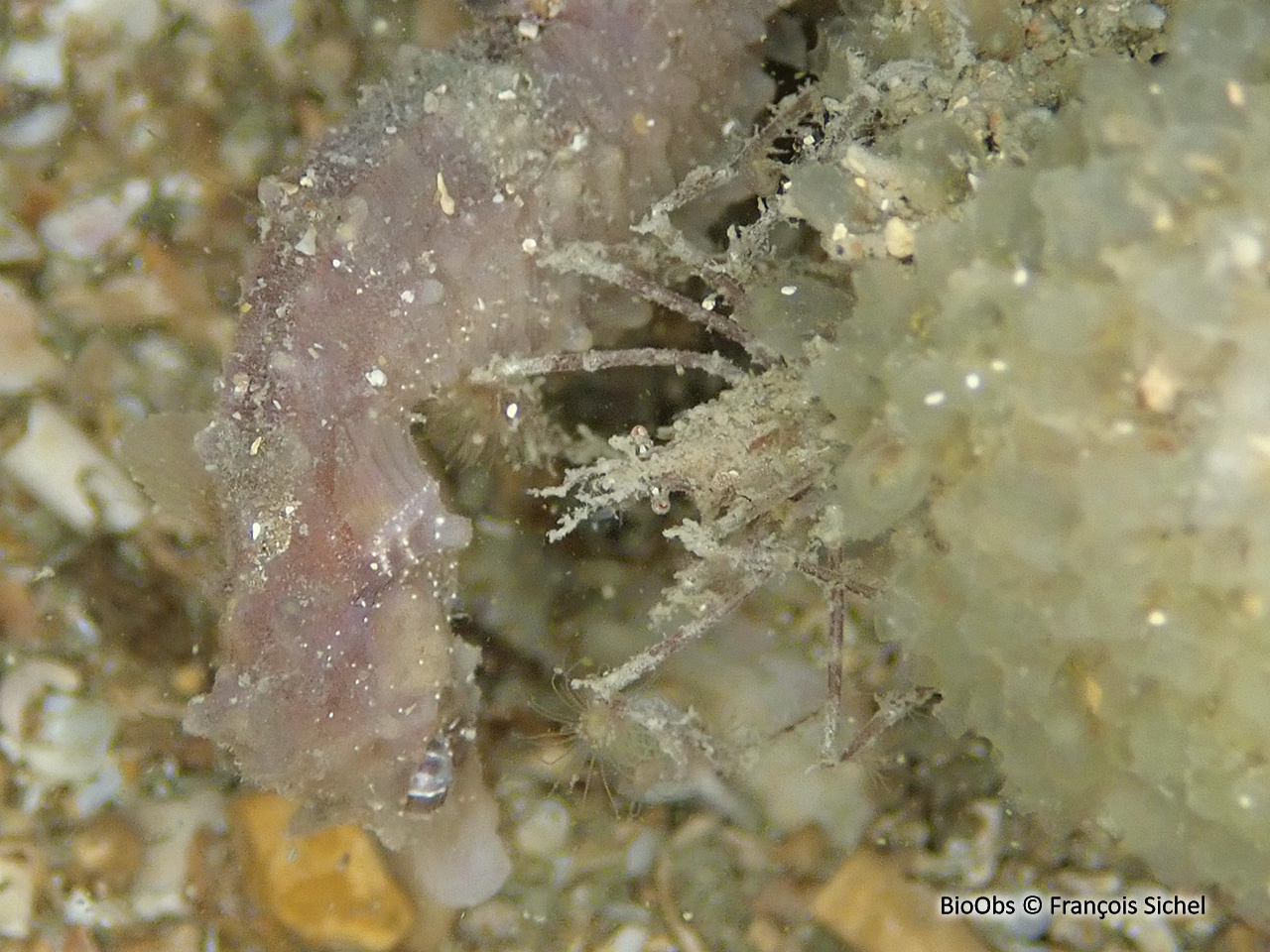 Macropode rostré - Macropodia rostrata - François Sichel - BioObs