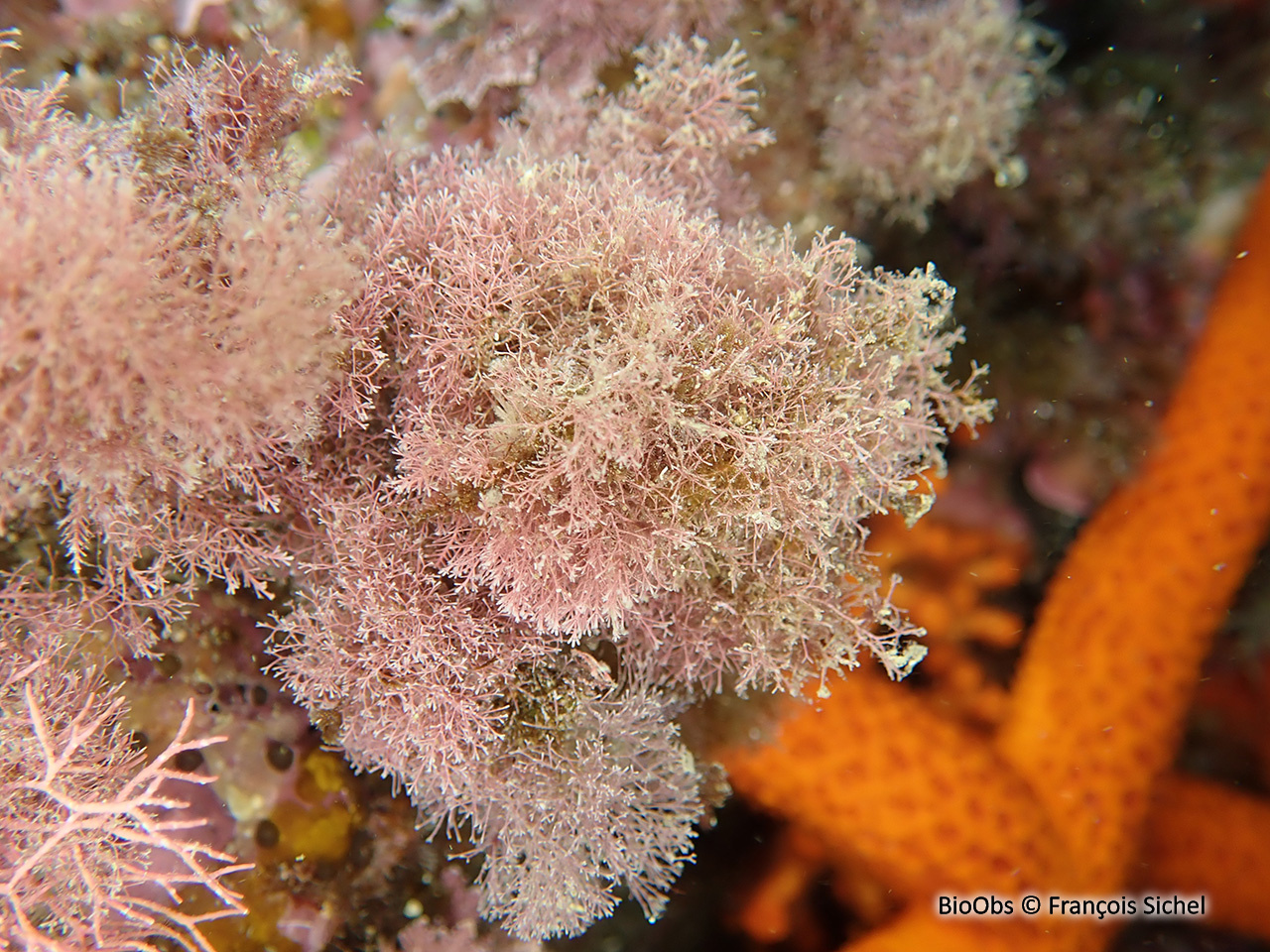 Janie rouge - Jania rubens - François Sichel - BioObs