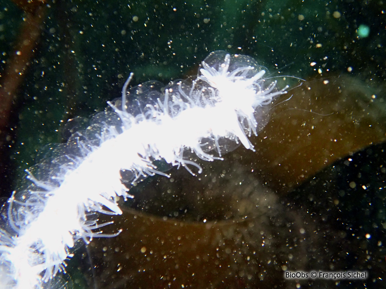 Siphonophore fil de fer - Apolemia uvaria - François Sichel - BioObs