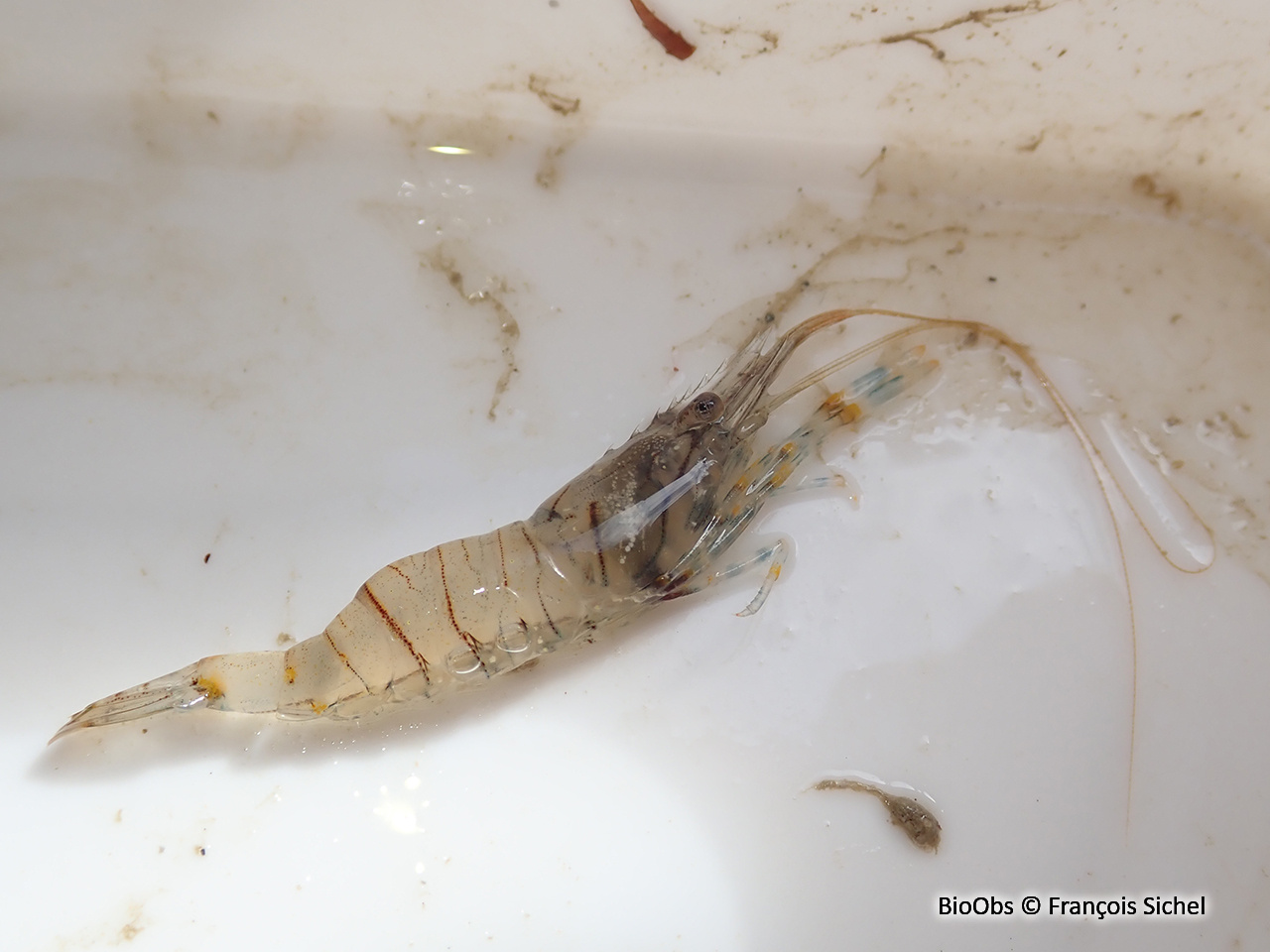 Petite crevette rose - Palaemon elegans - François Sichel - BioObs