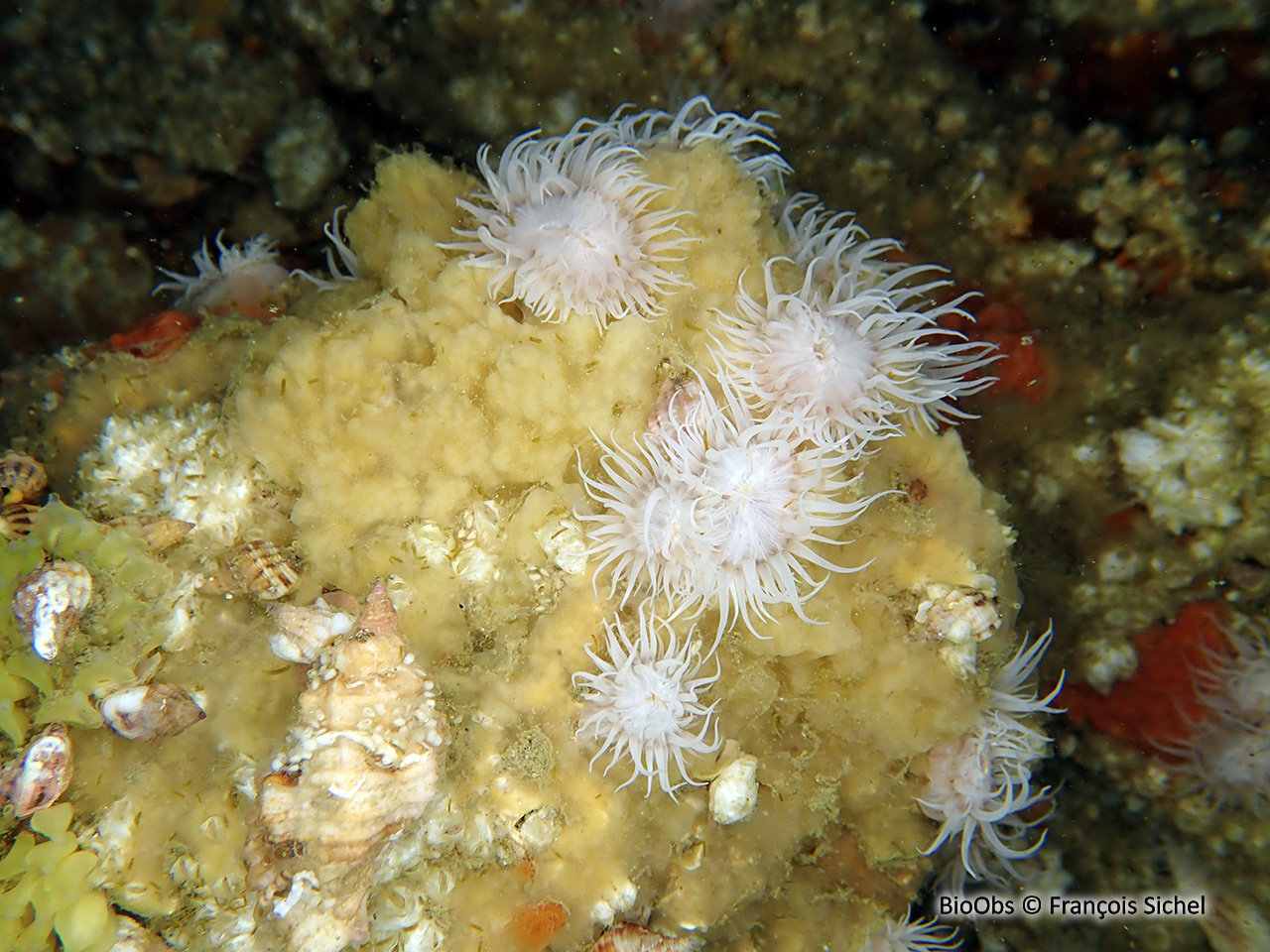 Eponge chinoise - Celtodoryx ciocalyptoides - François Sichel - BioObs