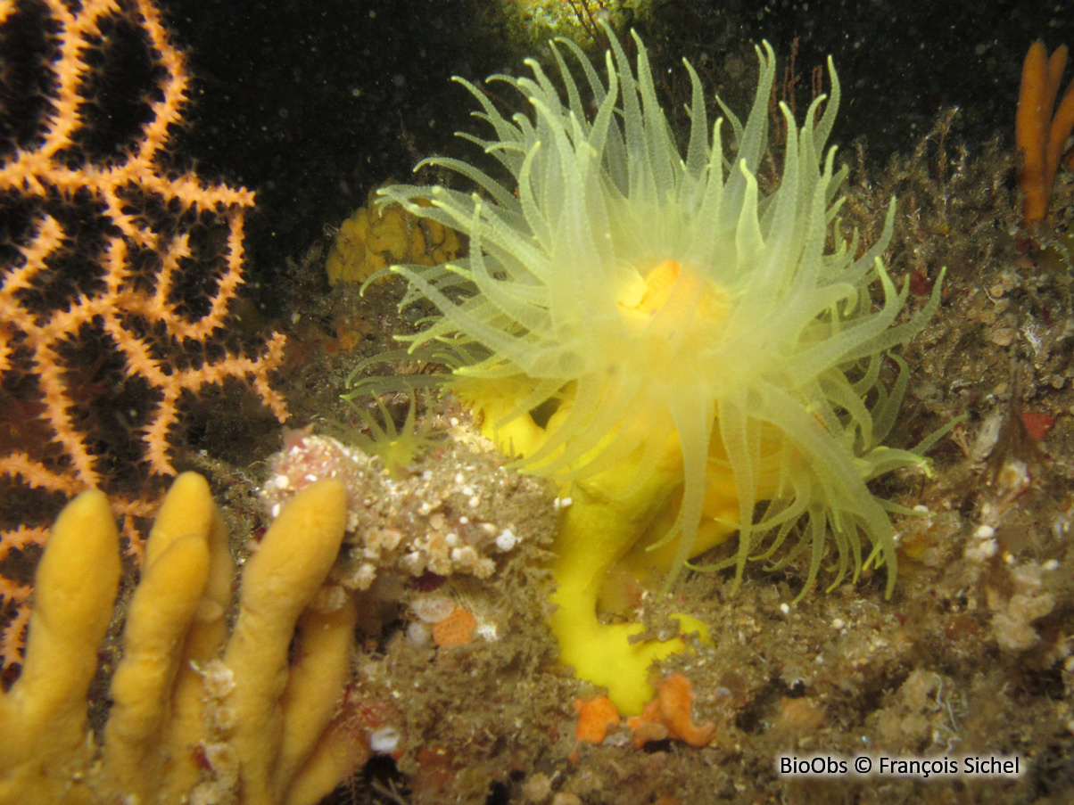 Corail arborescent jaune - Dendrophyllia cornigera - François Sichel - BioObs