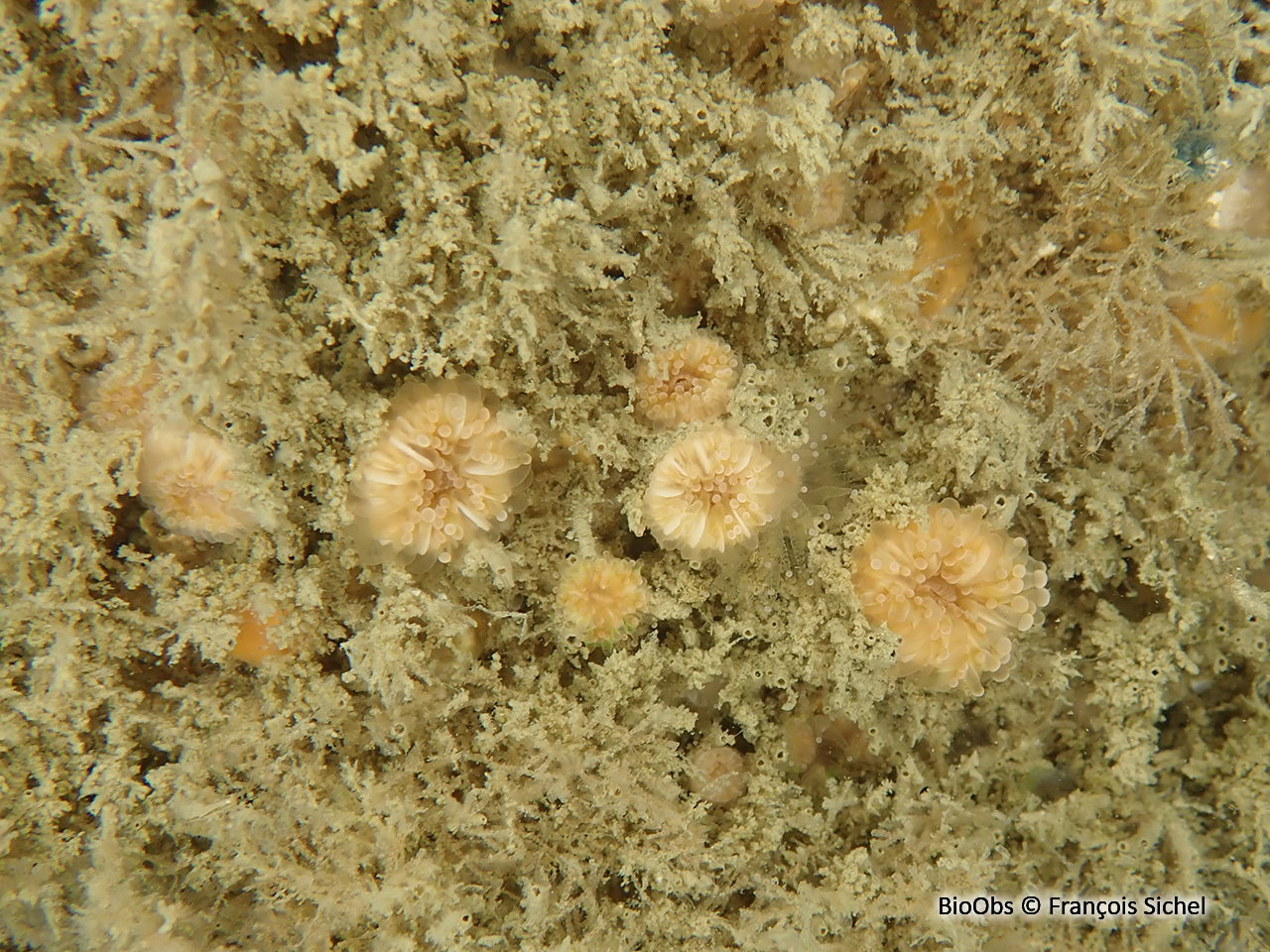 Madrépore oeillet - Caryophyllia inornata - François Sichel - BioObs
