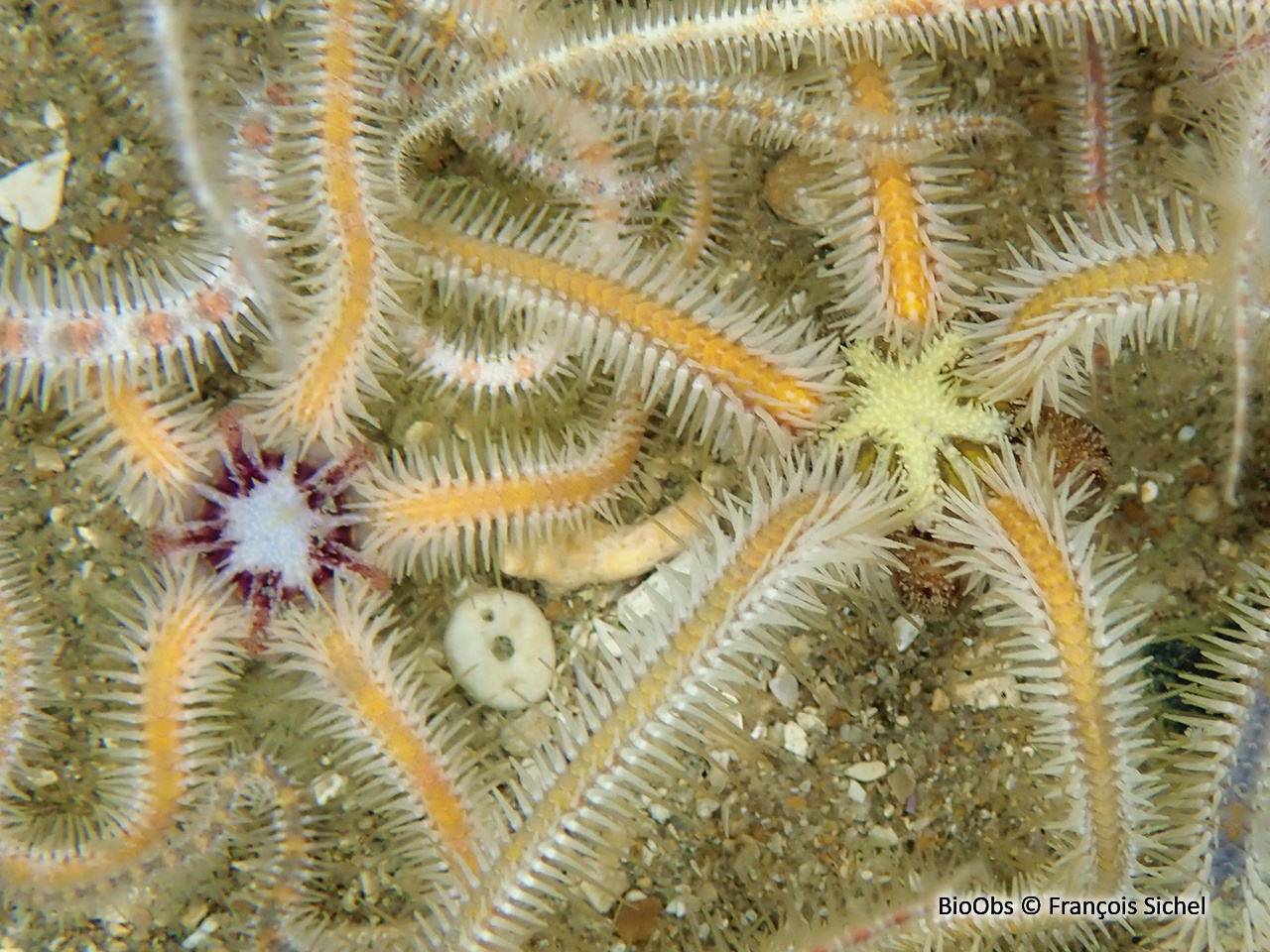 Ophiure fragile - Ophiothrix fragilis - François Sichel - BioObs