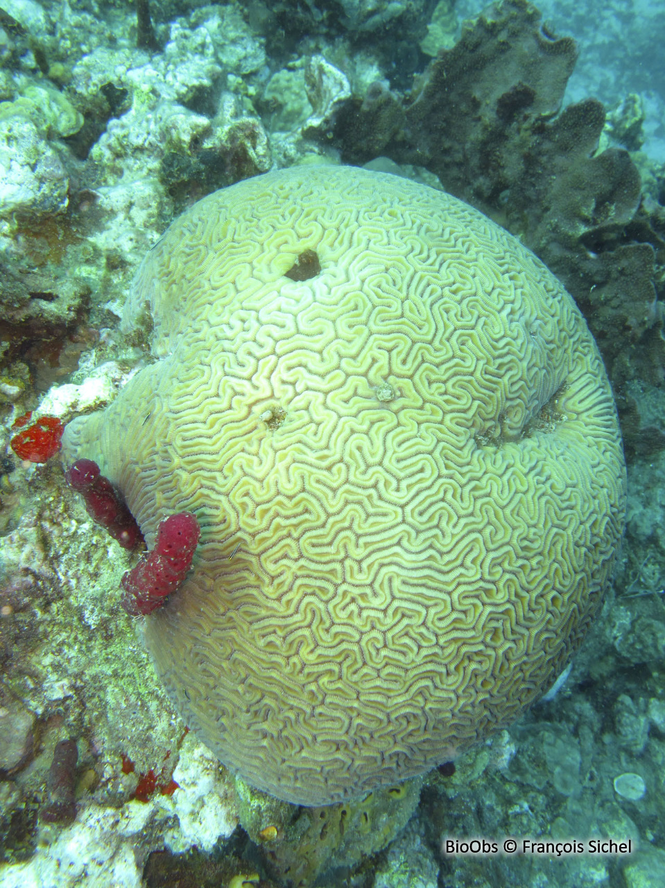 Corail-cerveau de Neptune - Diploria labyrinthiformis - François Sichel - BioObs