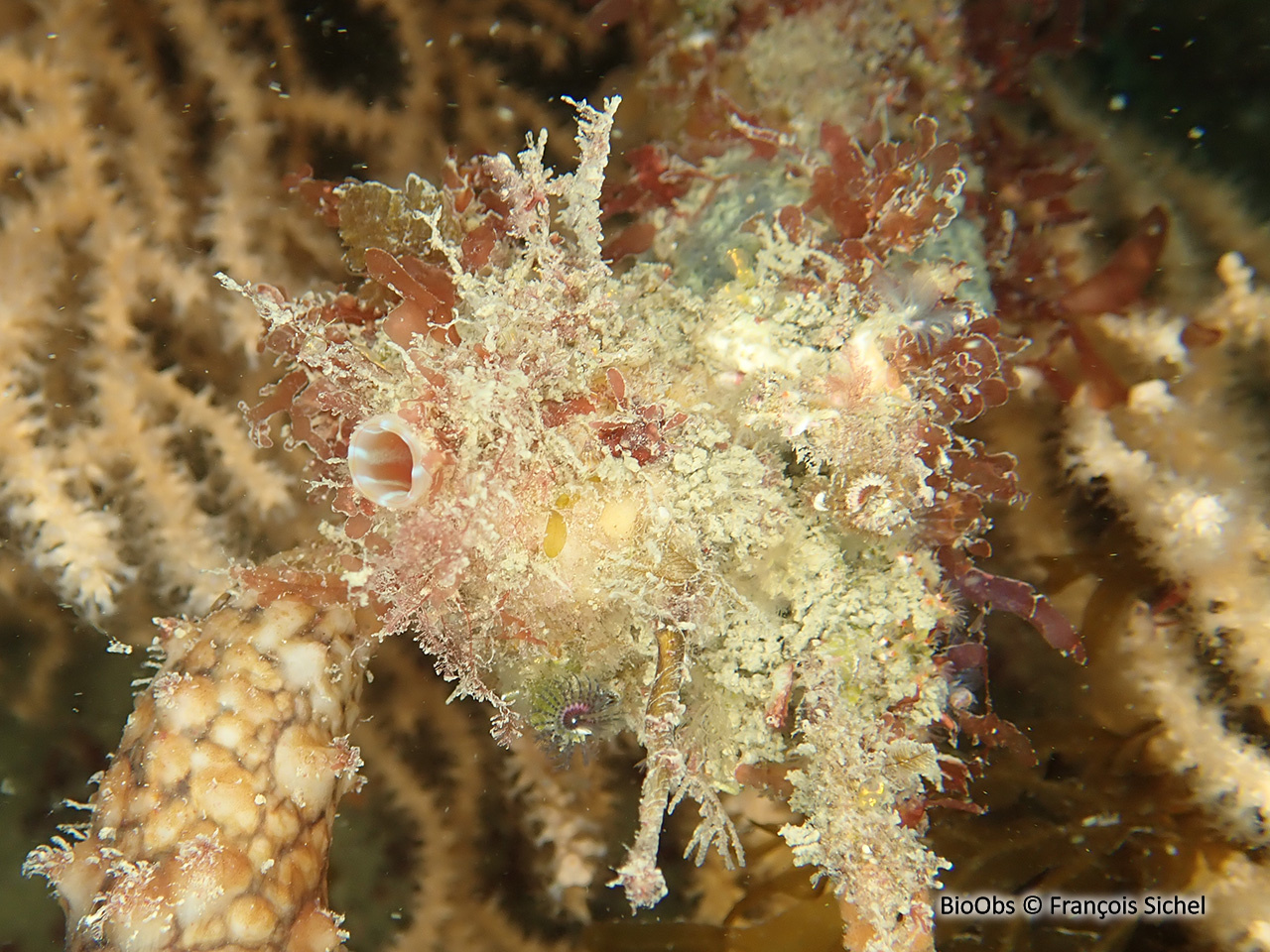 Polycarpe fruitière - Polycarpa pomaria - François Sichel - BioObs