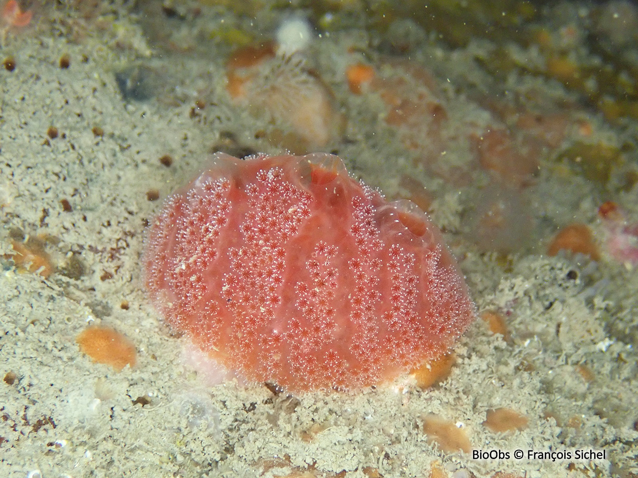 Fraise de mer - Aplidium elegans - François Sichel - BioObs