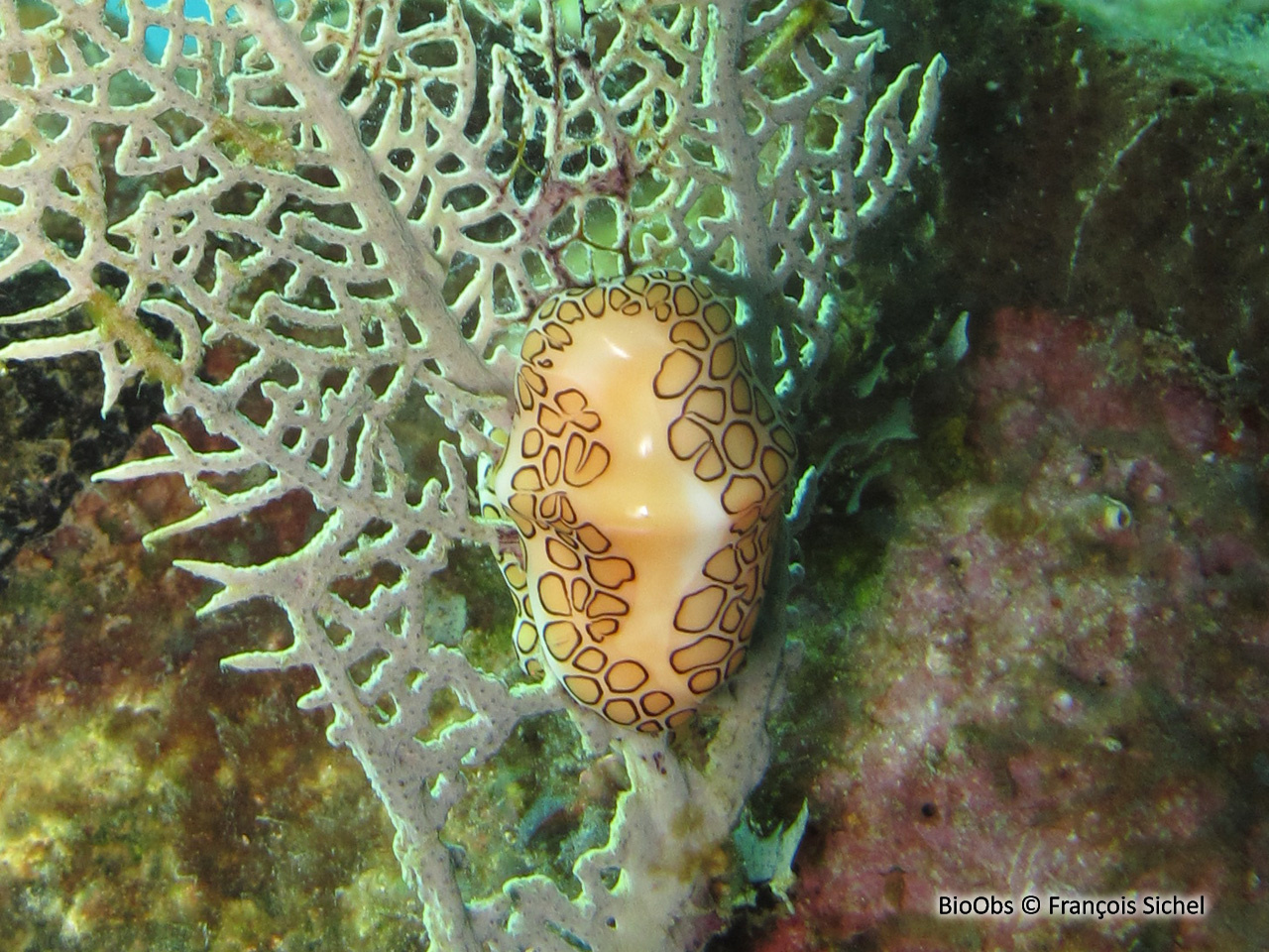 Monnaie caraïbe à ocelles - Cyphoma gibbosum - François Sichel - BioObs