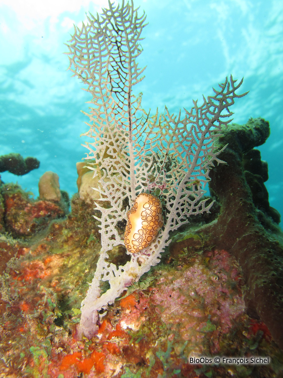 Monnaie caraïbe à ocelles - Cyphoma gibbosum - François Sichel - BioObs