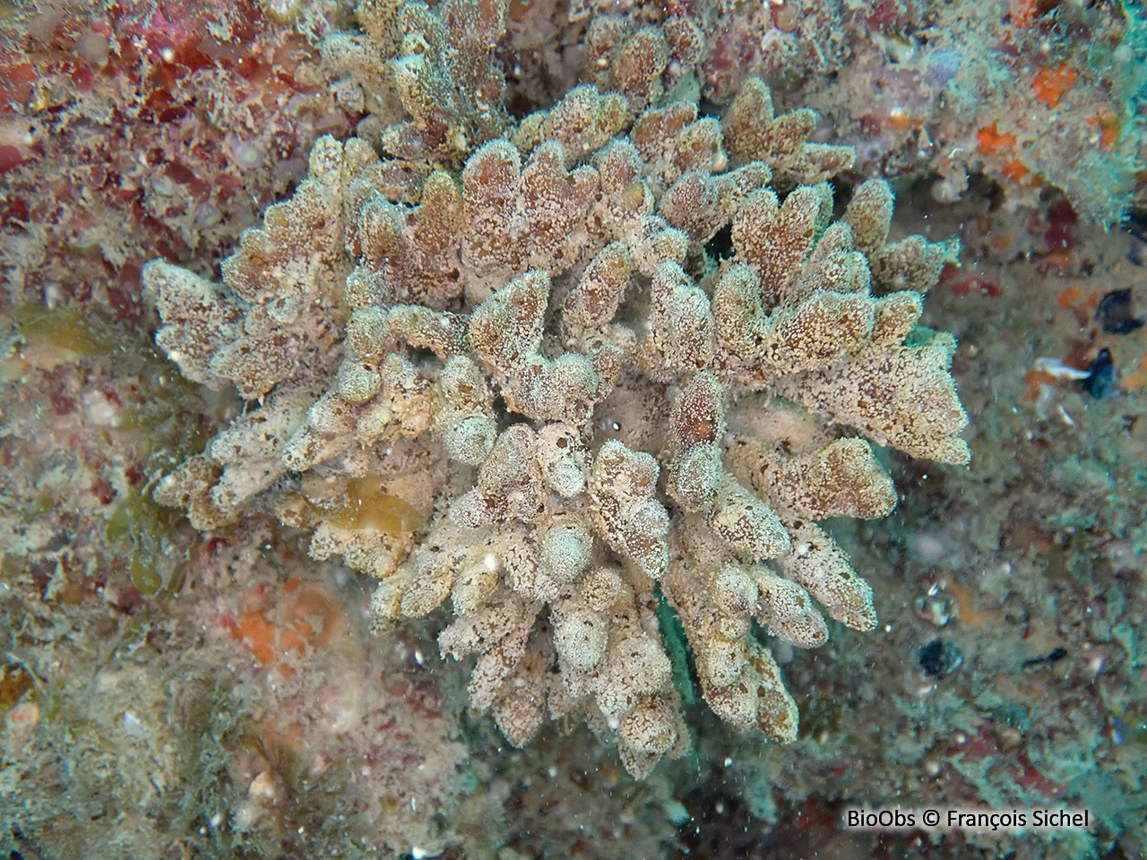 Eponge rameaux de chocolat - Raspailia (Raspailia) ramosa - François Sichel - BioObs