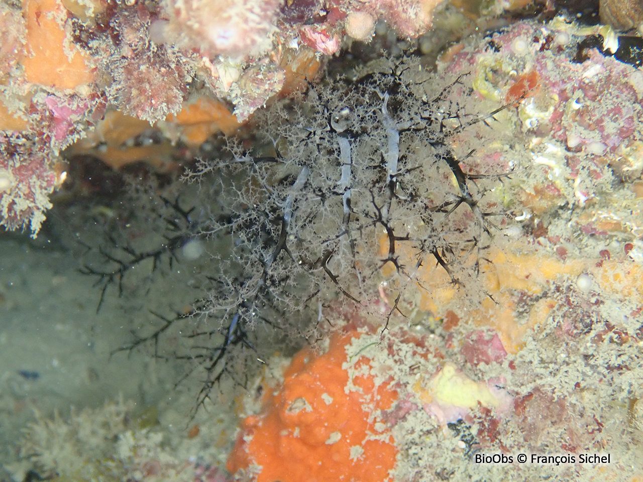 Grand lèche-doigts blanc - Pawsonia saxicola - François Sichel - BioObs