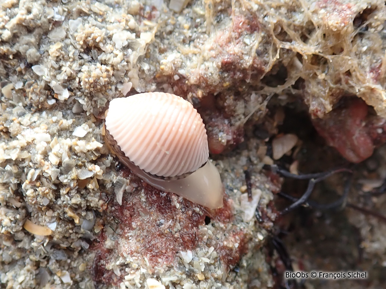 Grain de café - Trivia arctica - François Sichel - BioObs