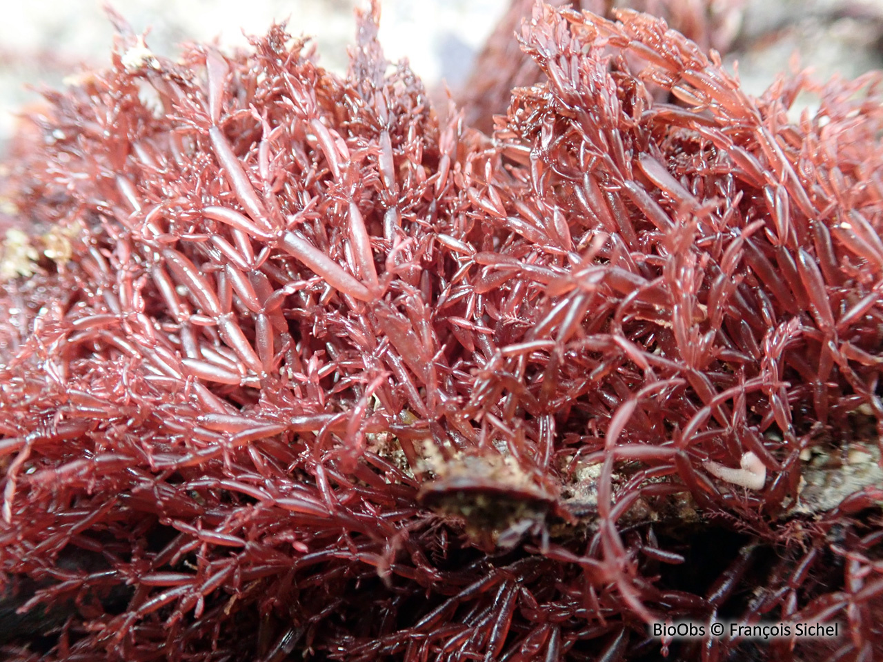 Algue saucisson - Lomentaria articulata - François Sichel - BioObs