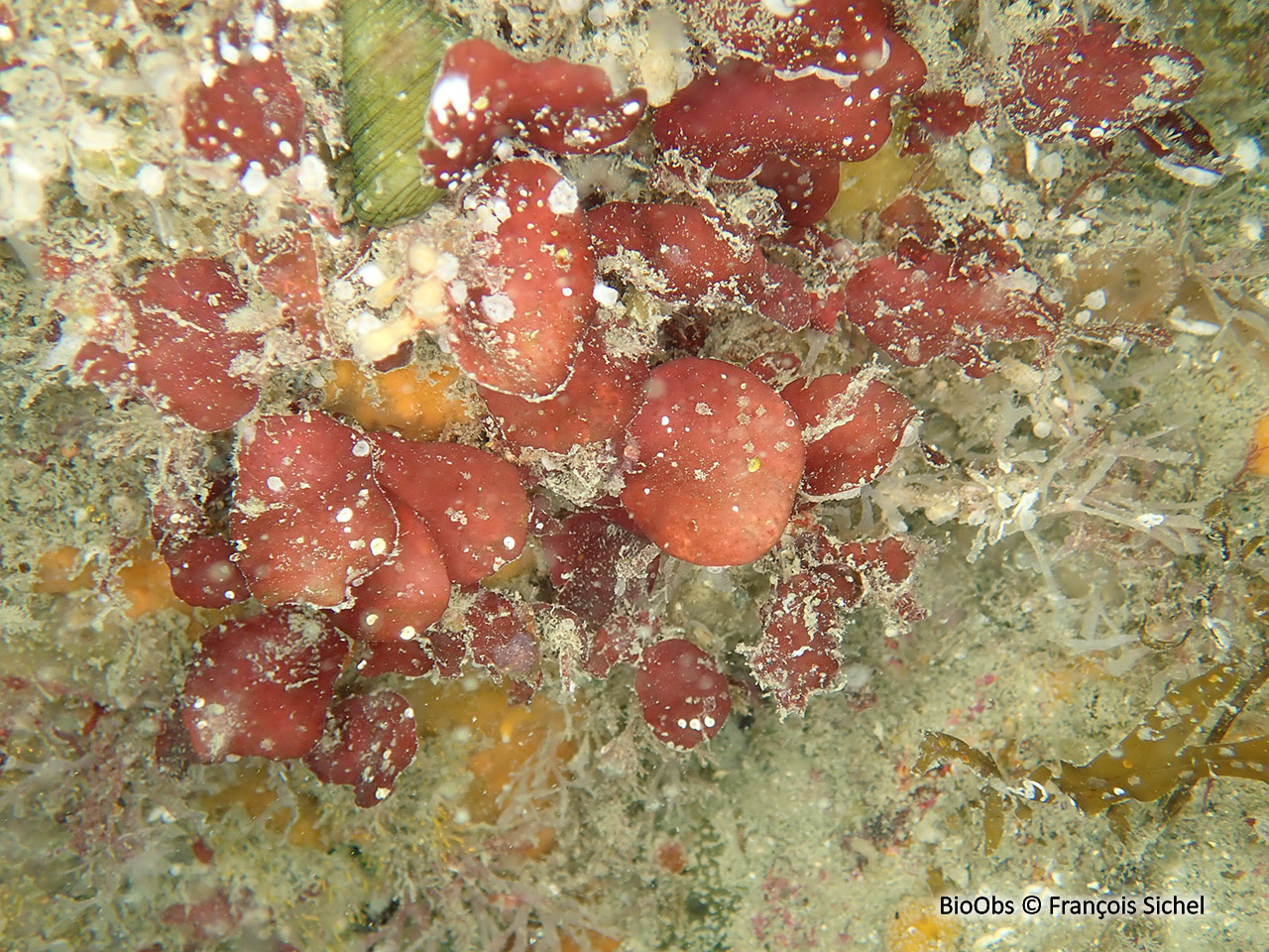 Meredithia à petites feuilles - Meredithia microphylla - François Sichel - BioObs