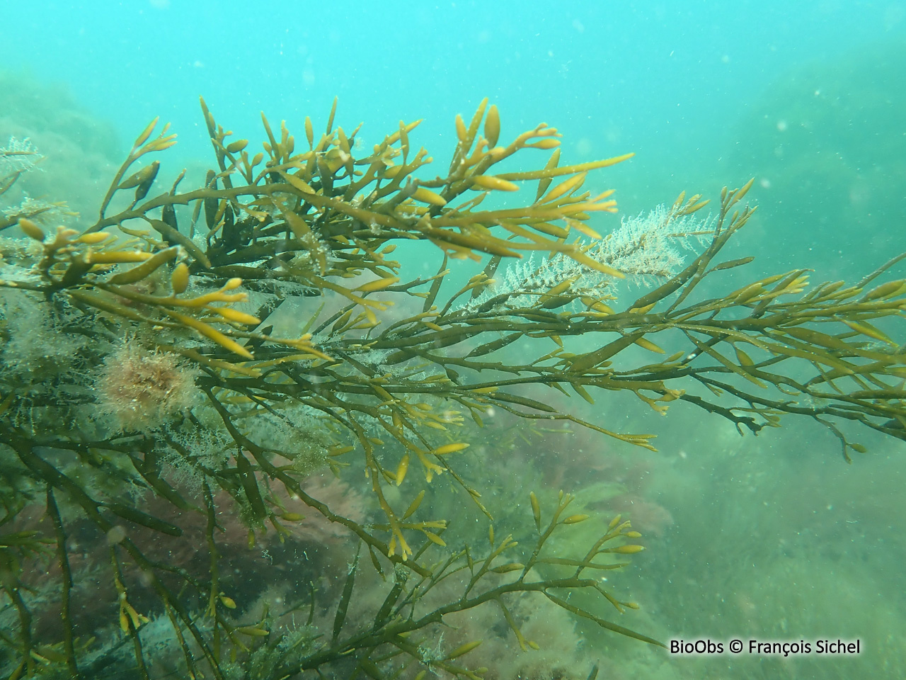 Queue de poulain - Halidrys siliquosa - François Sichel - BioObs