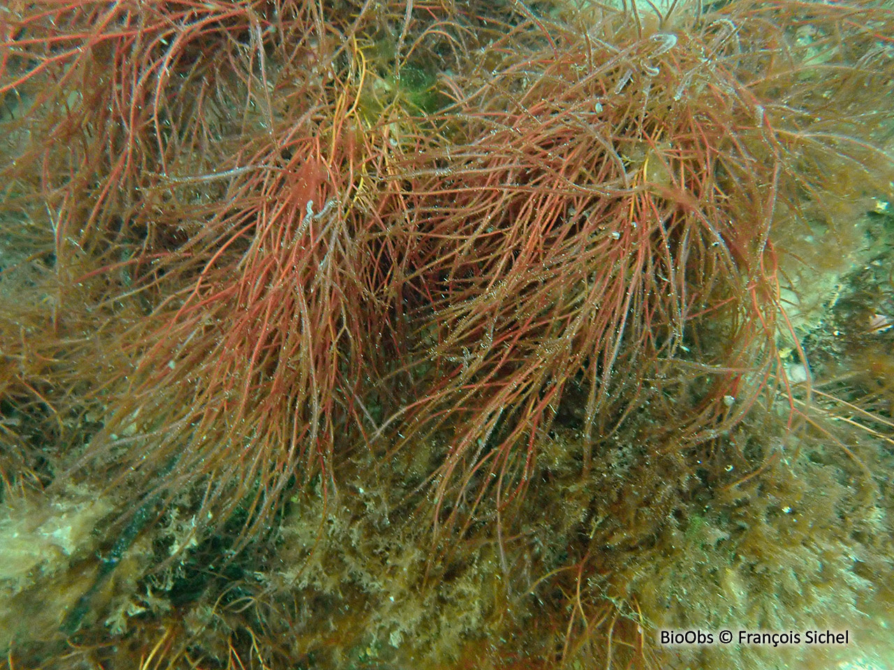 Cordes de Solier - Solieria chordalis - François Sichel - BioObs