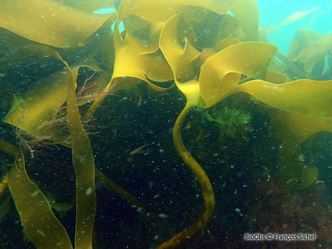 Laminaire jaune - laminaria ochroleuca - François Sichel - BioObs