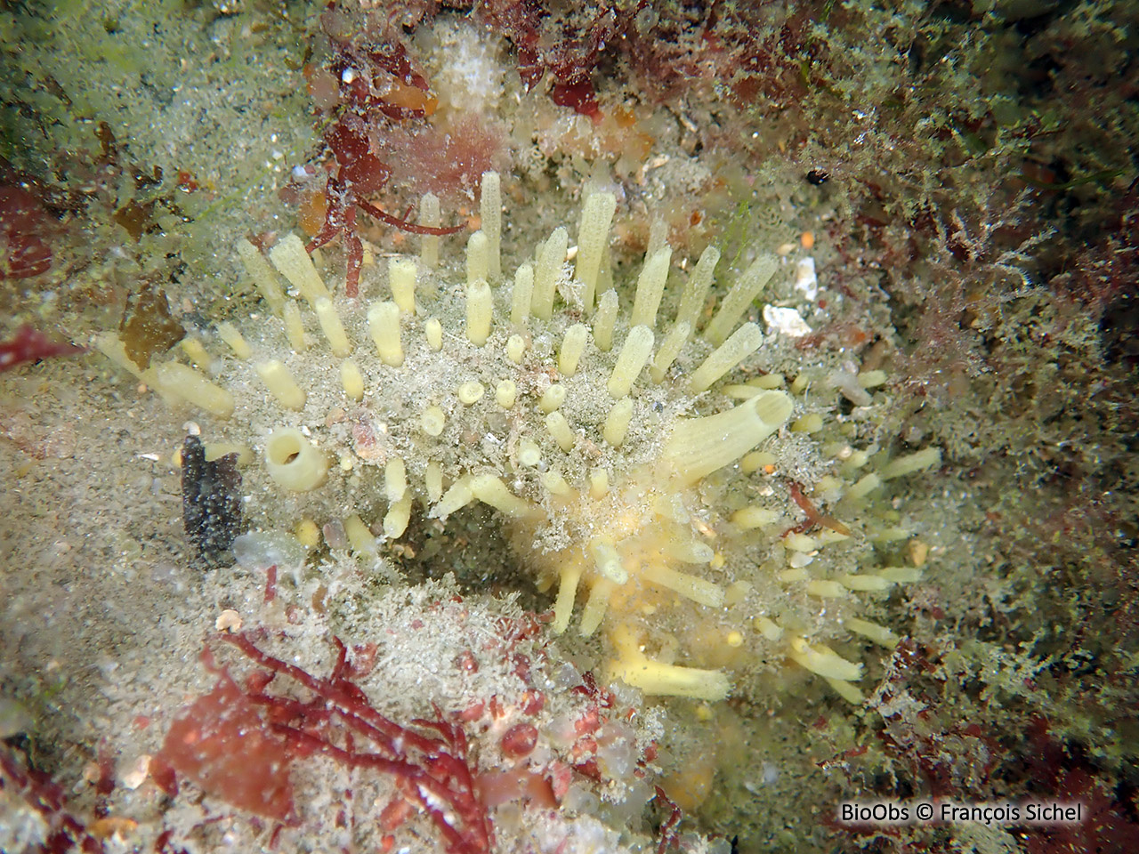 Eponge à languettes - Polymastia penicillus - François Sichel - BioObs