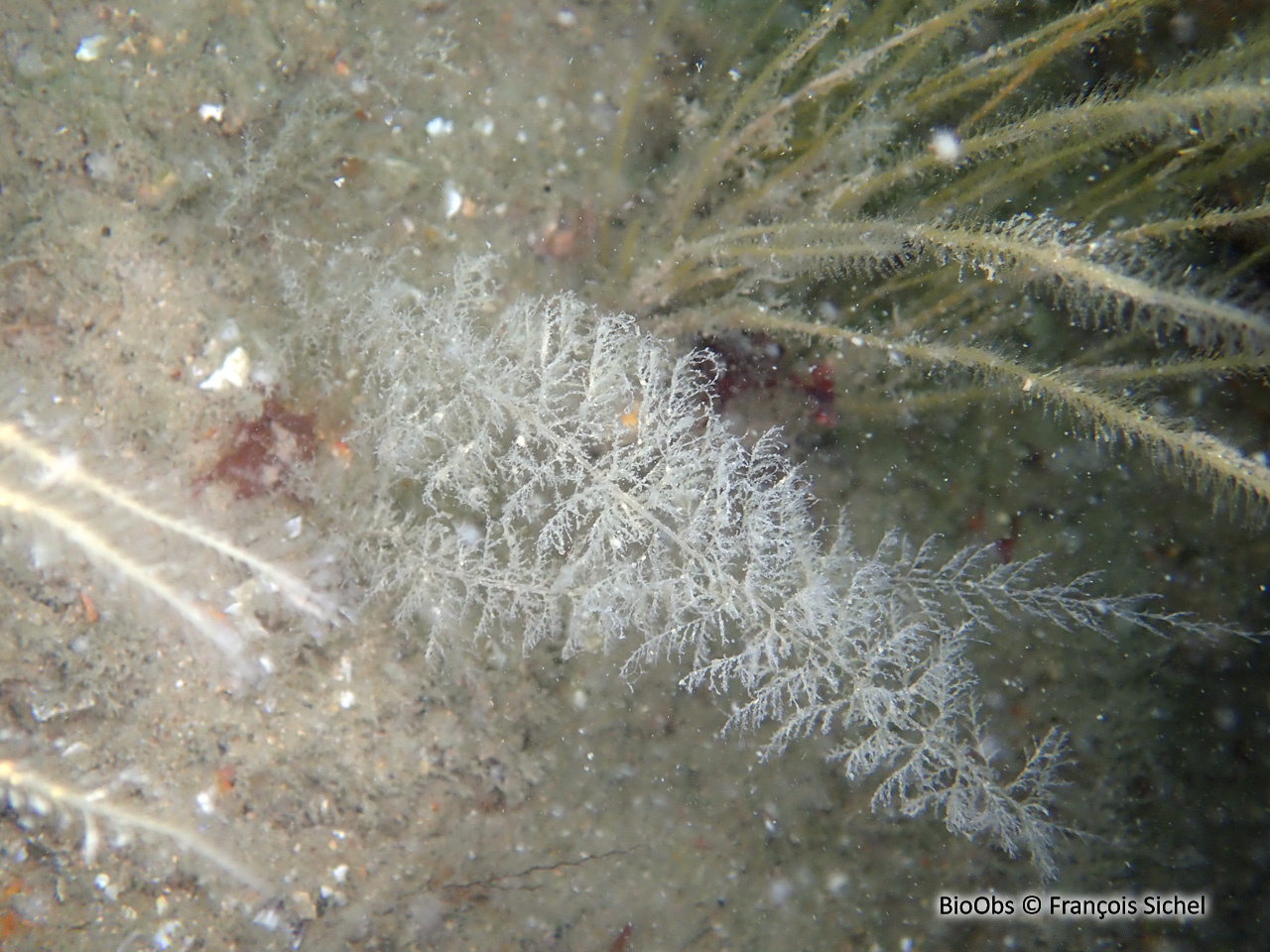 Hydraire queue d'écureuil - Sertularia cupressina - François Sichel - BioObs
