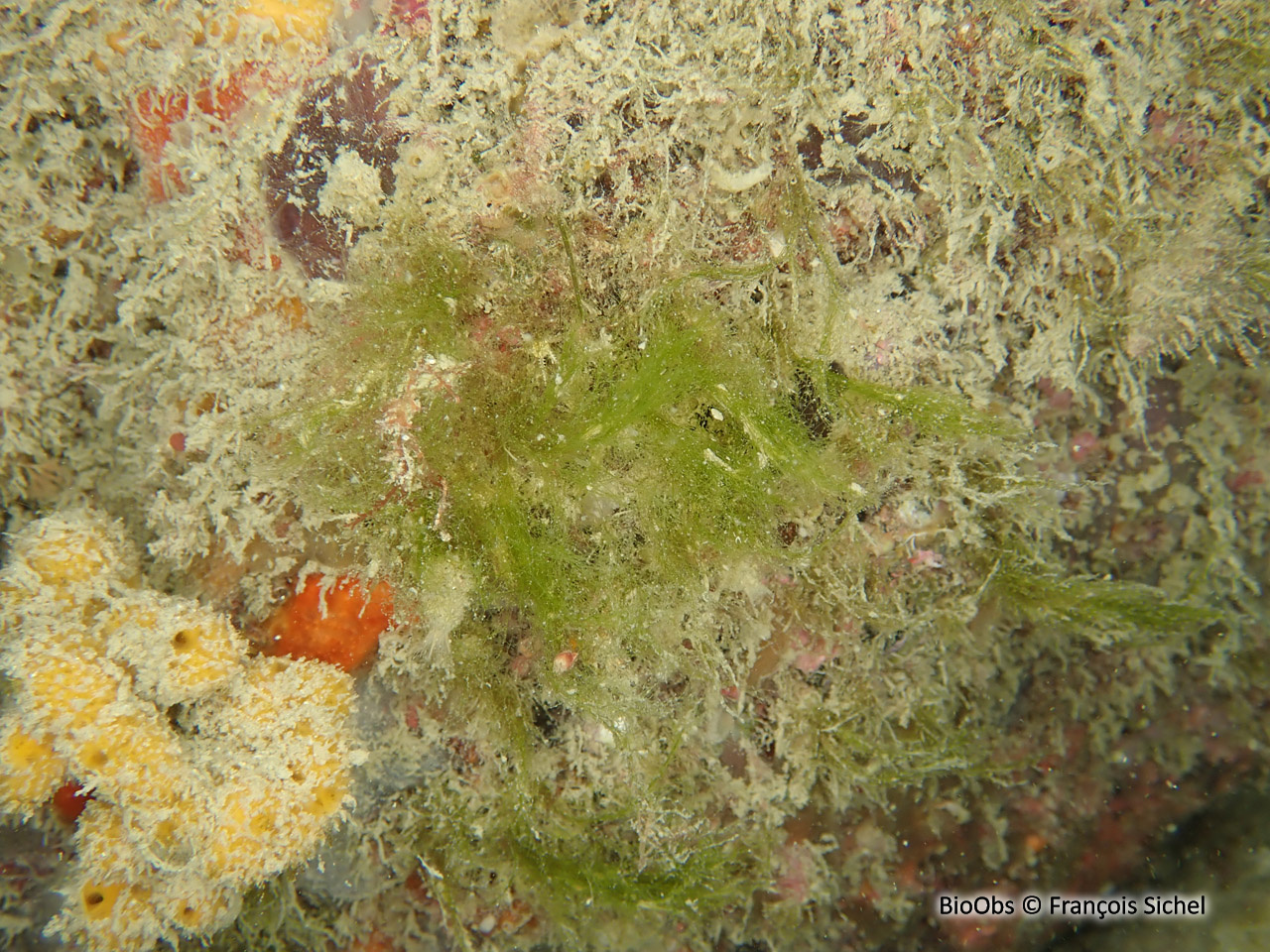 Cladophore - Cladophora sp. - François Sichel - BioObs