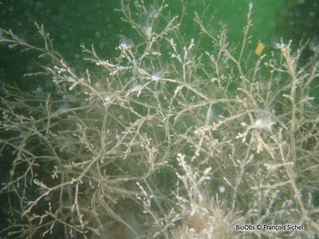Bryozoaire spaghetti - Amathia verticillata
