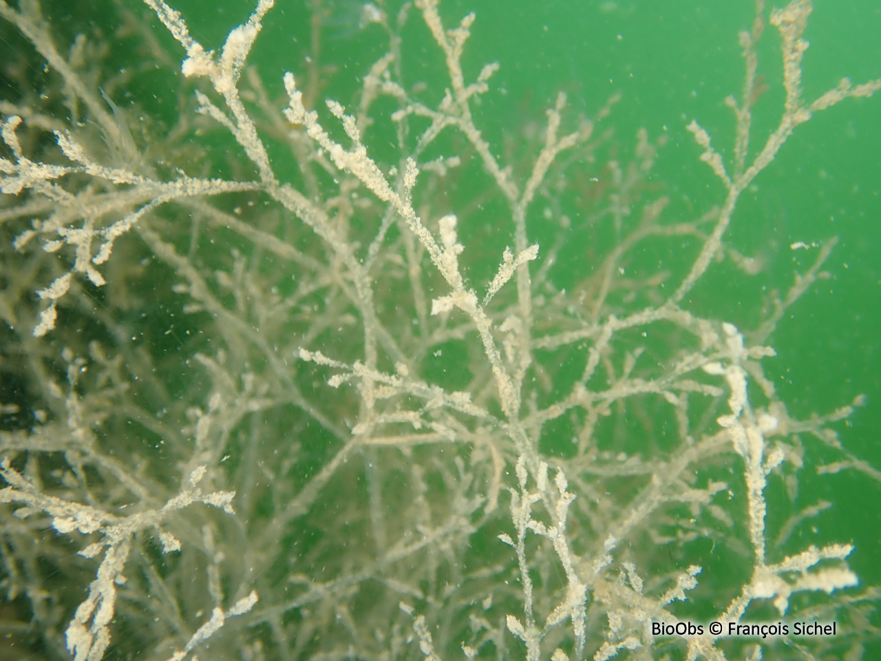 Bryozoaire spaghetti - Amathia verticillata - François Sichel - BioObs