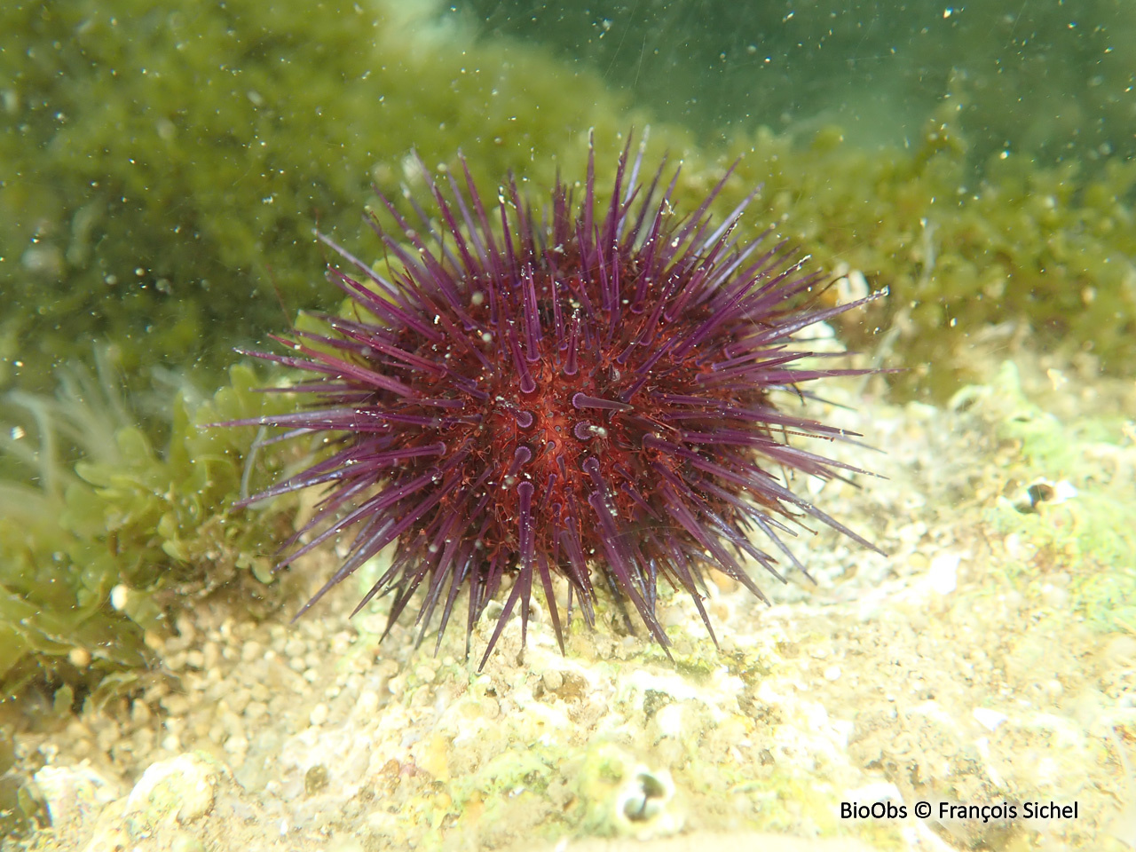 Oursin violet - Paracentrotus lividus - François Sichel - BioObs