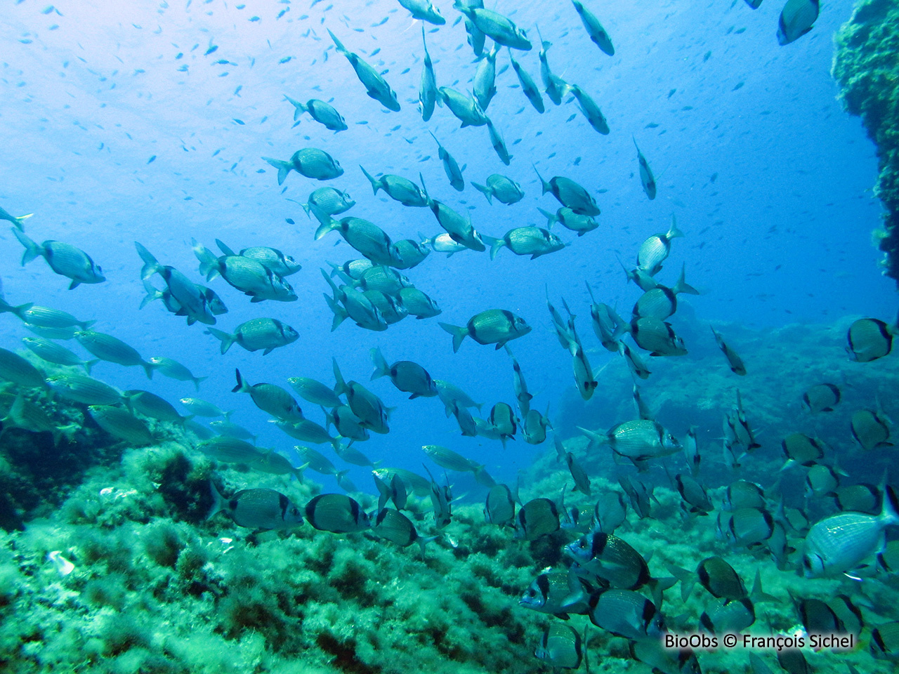 Sar à tête noire - Diplodus vulgaris - François Sichel - BioObs