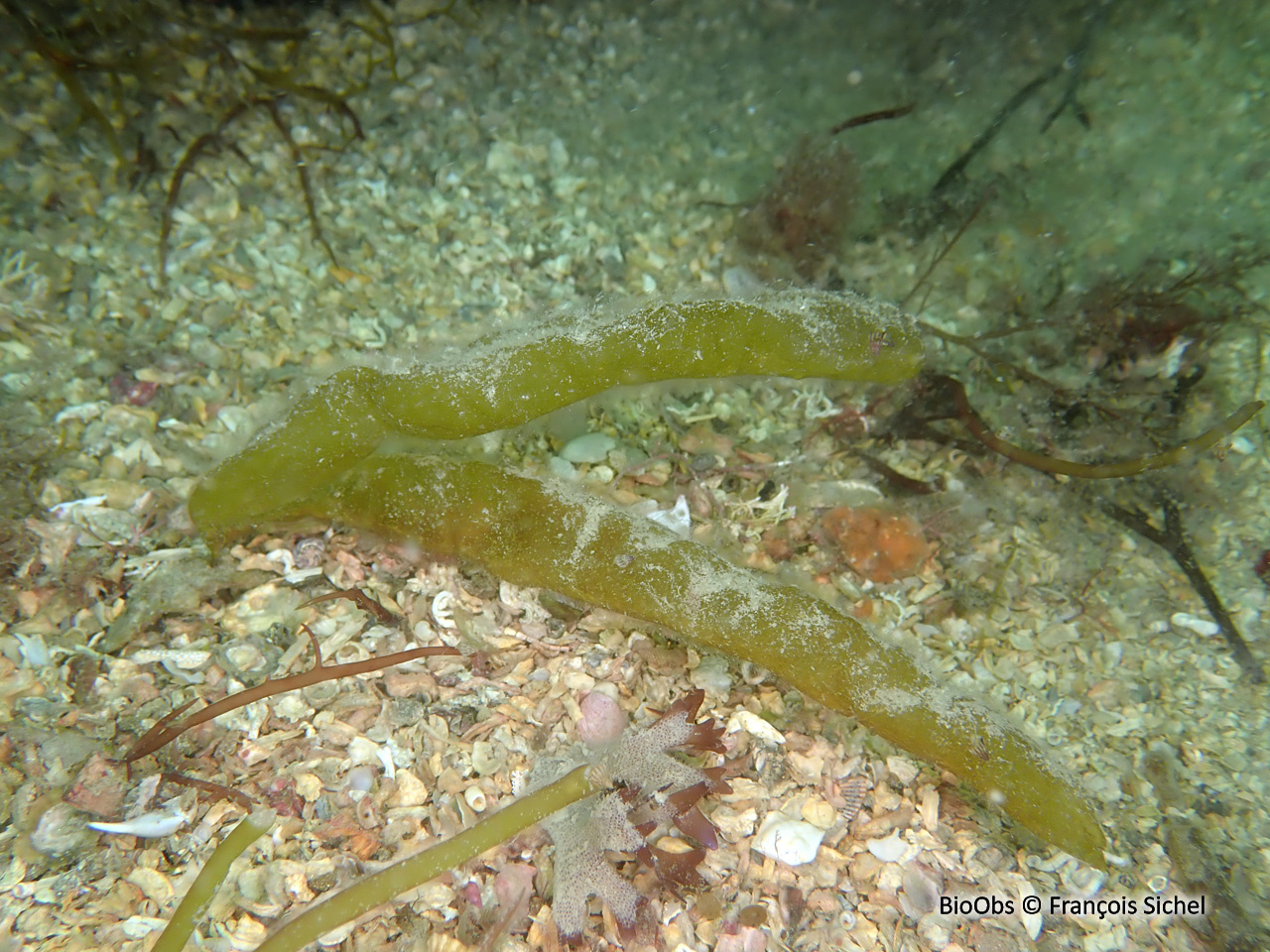 Asperococcus bullosus - Asperococcus bullosus - François Sichel - BioObs