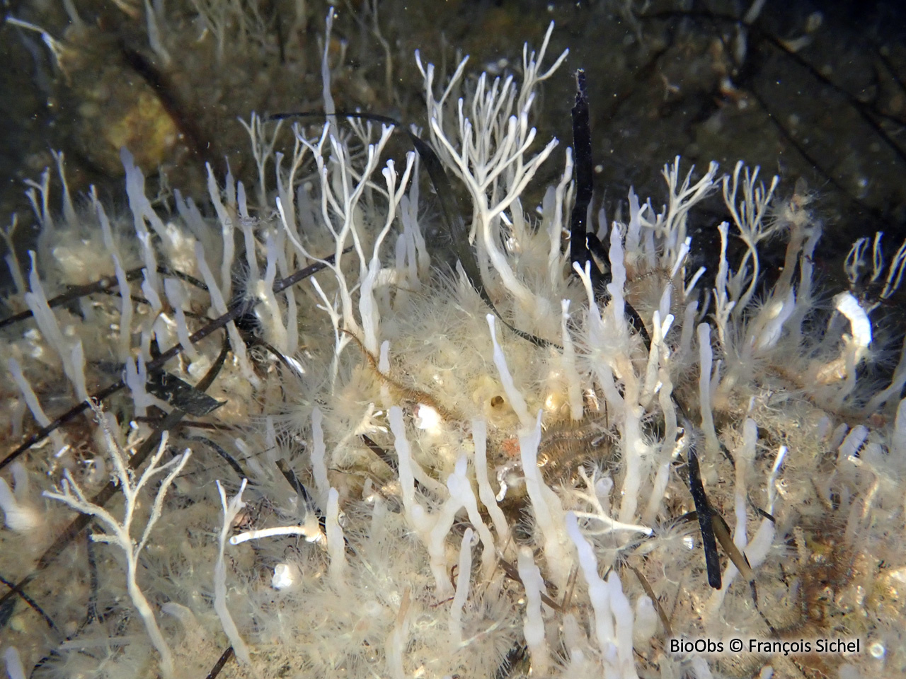 Eponge-fistule blanc-fauve - Oceanapia isodictyiformis - François Sichel - BioObs