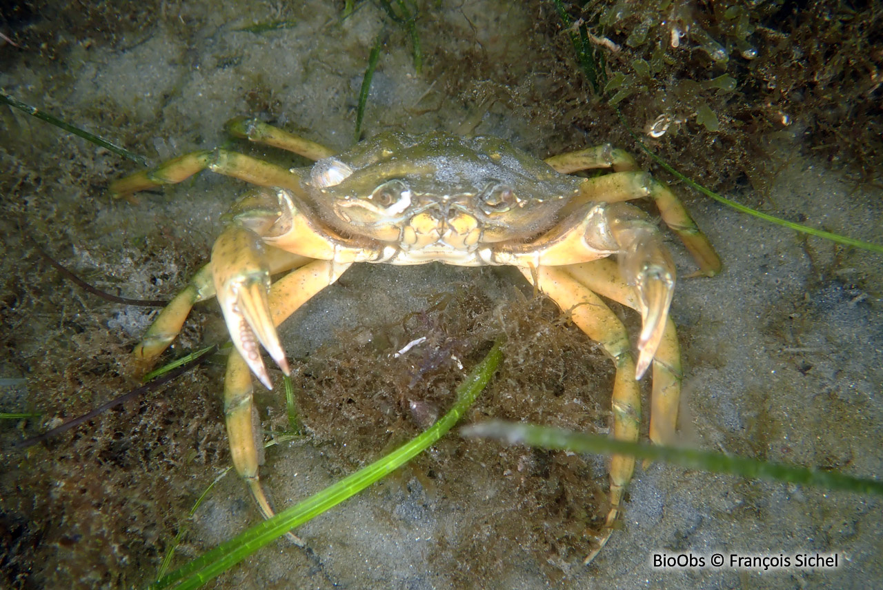 Crabe vert de Méditerranée - Carcinus aestuarii - François Sichel - BioObs