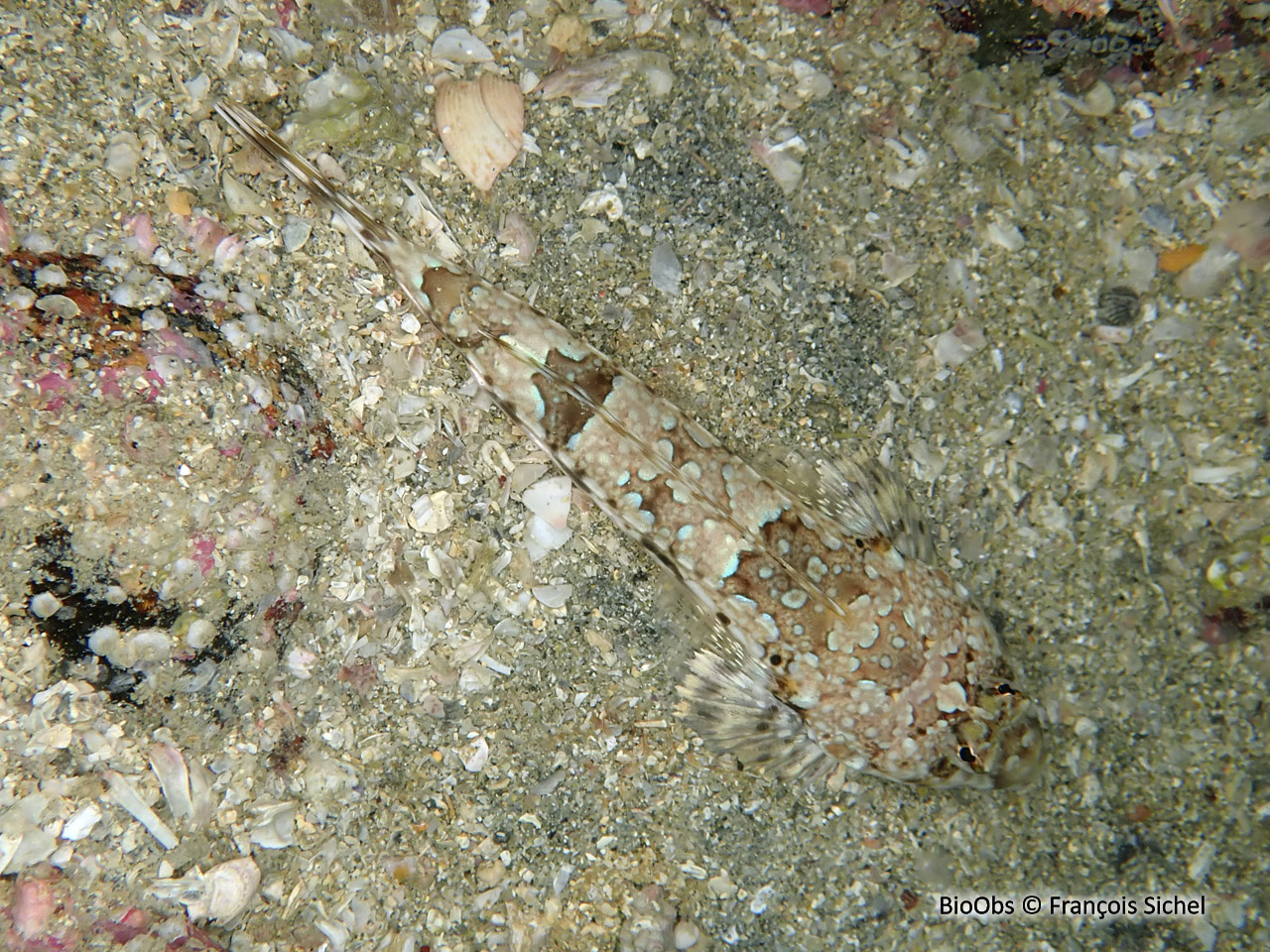 Dragonnet réticulé - Callionymus reticulatus - François Sichel - BioObs