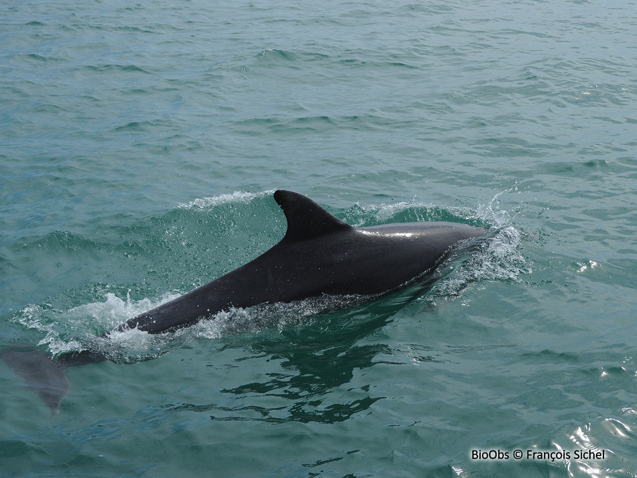Grand dauphin - Tursiops truncatus - François Sichel - BioObs
