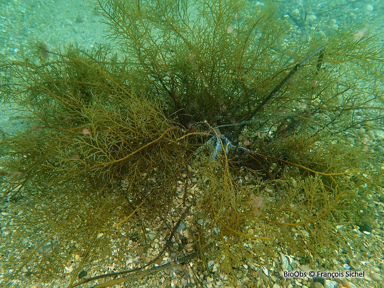 Cystoseire touffue - Cystoseira foeniculacea - François Sichel - BioObs