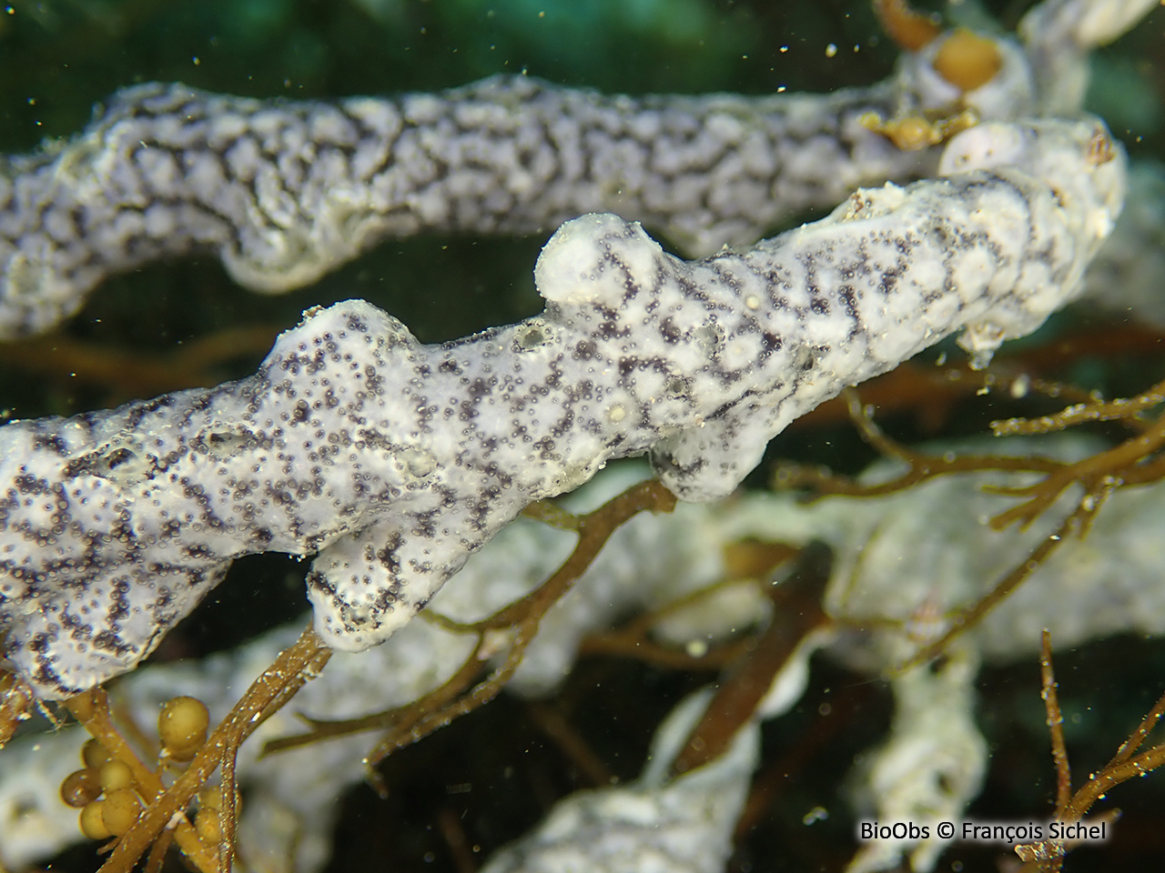 Didemne coriace - Didemnum coriaceum - François Sichel - BioObs