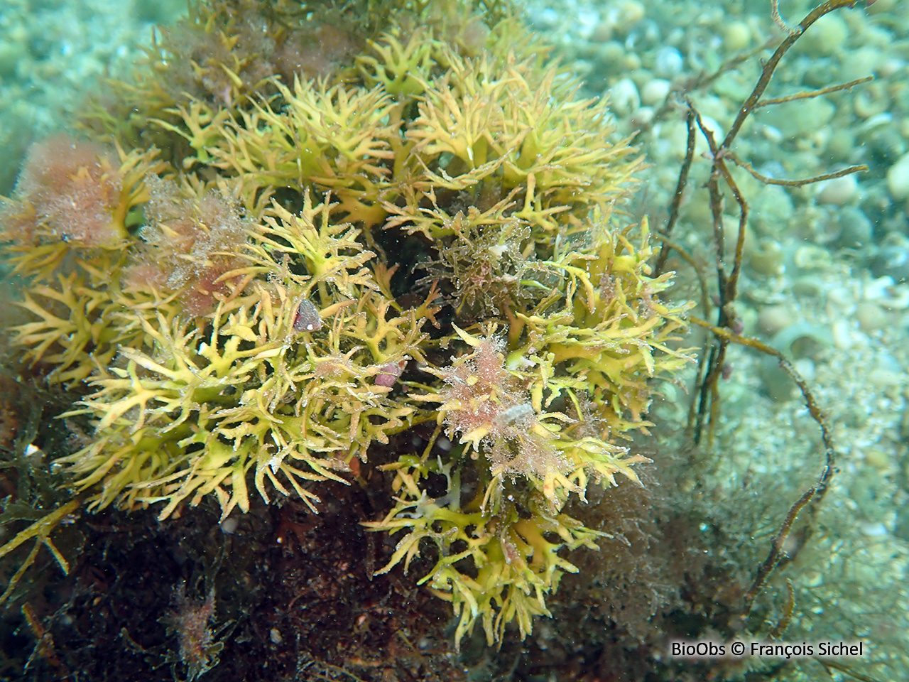 Goémon frisé - Chondrus crispus - François Sichel - BioObs