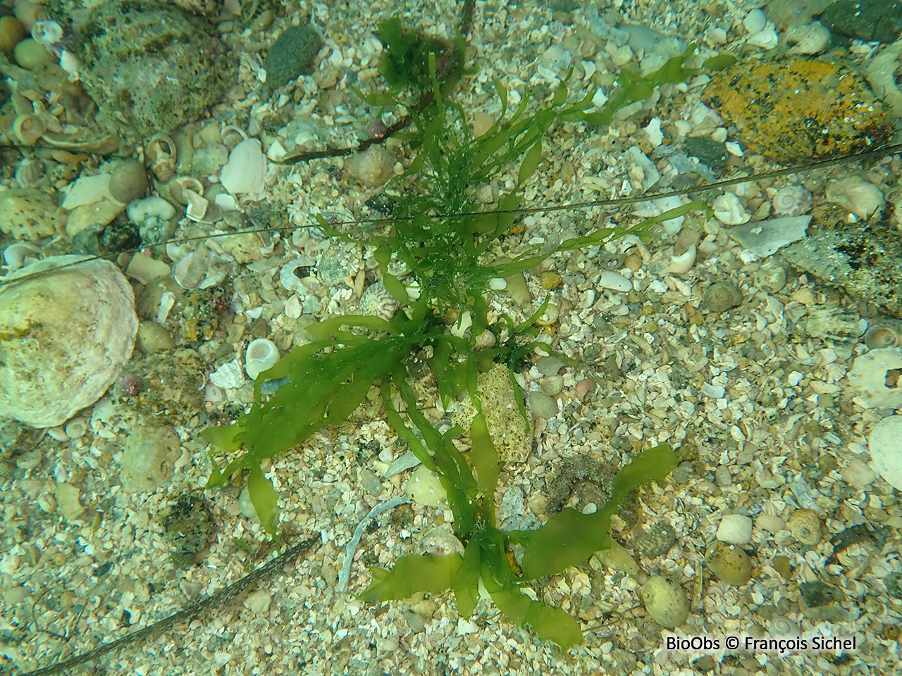 Blidingia minima - Blidingia minima - François Sichel - BioObs