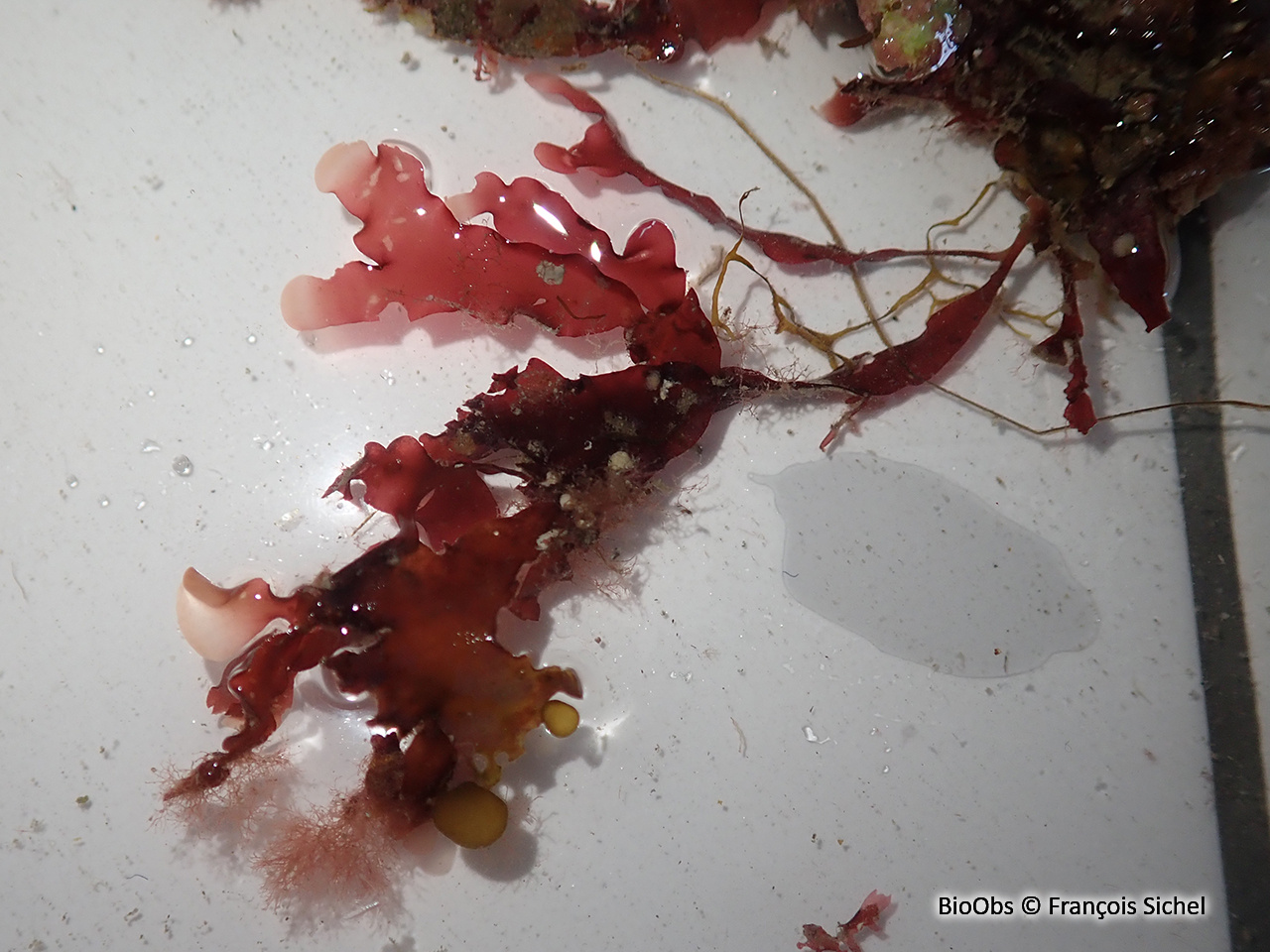 Phyllophora crispa - Phyllophora crispa - François Sichel - BioObs