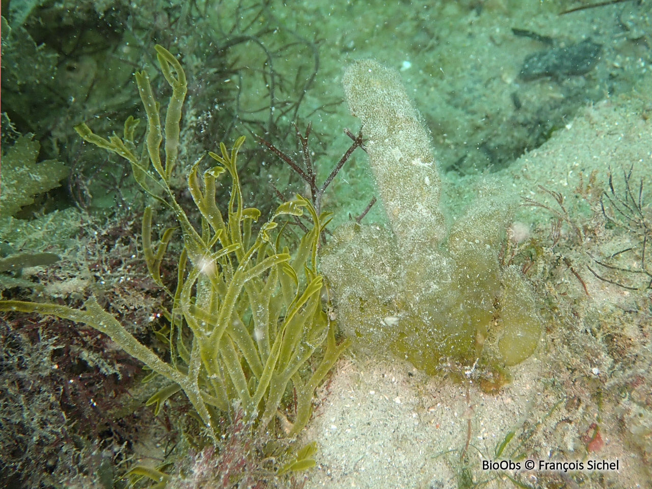 Asperococcus bullosus - Asperococcus bullosus - François Sichel - BioObs