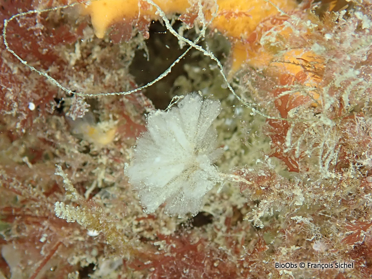 Bryozoaire flocon blanc - Bicellariella ciliata - François Sichel - BioObs
