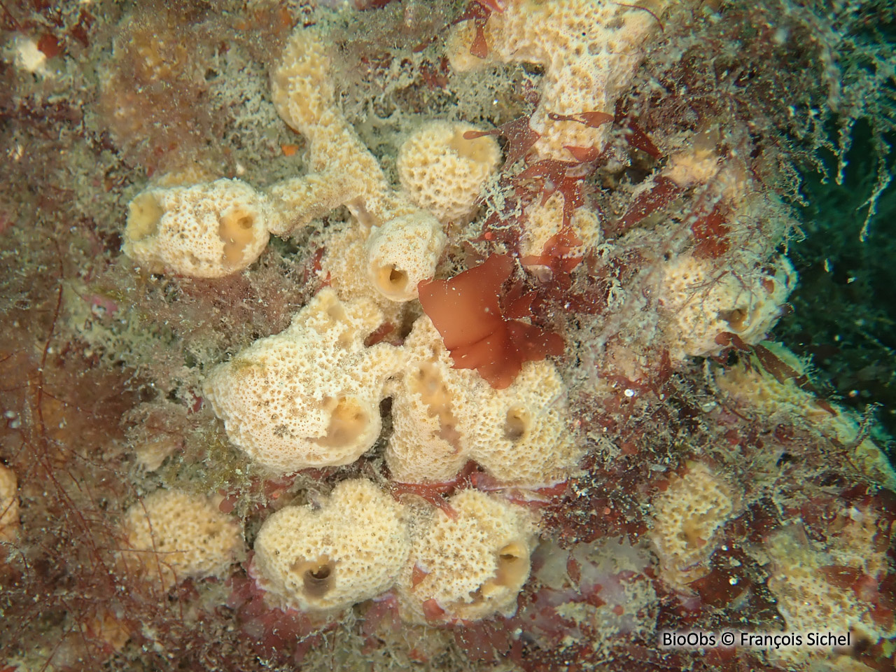 Eponge digitée rose saumon - Ulosa digitata - François Sichel - BioObs