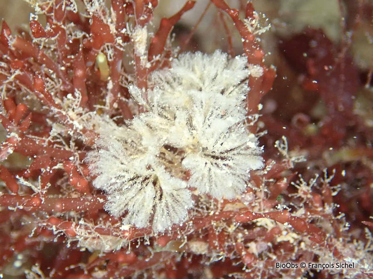 Bryozoaire flocon blanc - Bicellariella ciliata - François Sichel - BioObs