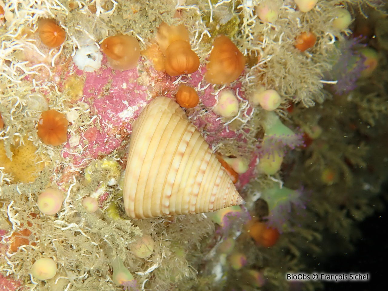 Troque jujube - Calliostoma zizyphinum - François Sichel - BioObs