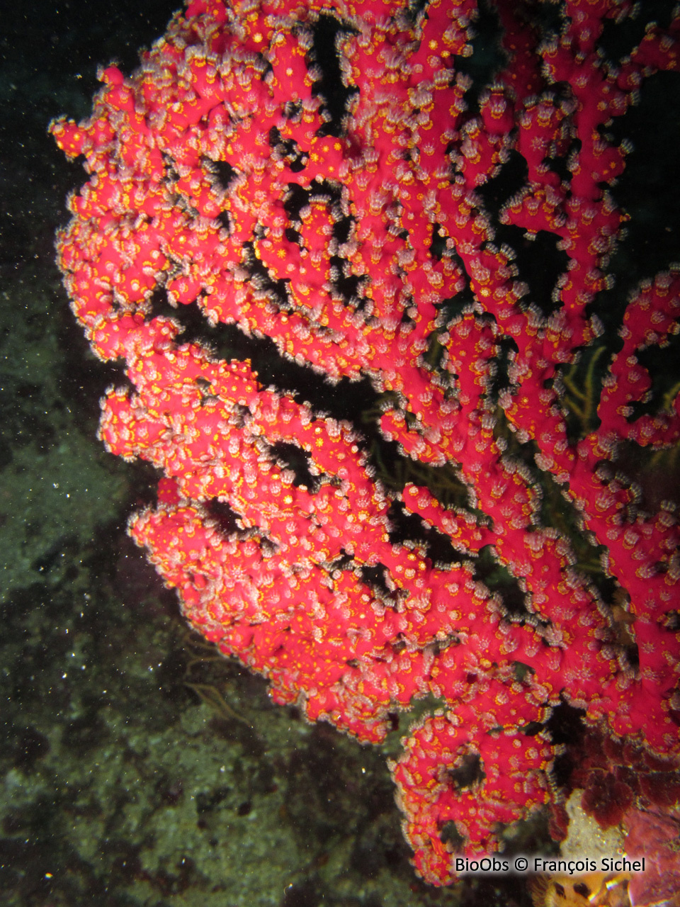 Alcyon encroûtant - Alcyonium coralloides - François Sichel - BioObs
