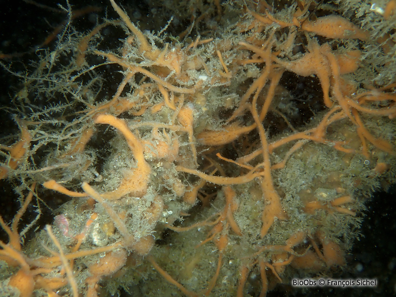 Eponge mousse de carotte - Amphilectus fucorum - François Sichel - BioObs
