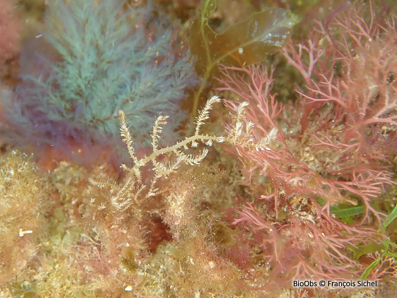 Algue duvet - Wrangelia penicillata - François Sichel - BioObs
