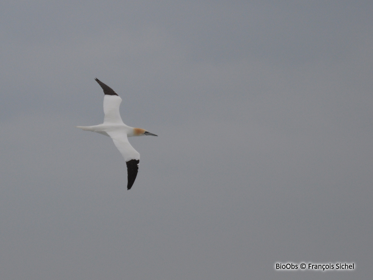 Fou de Bassan - Morus bassanus - François Sichel - BioObs