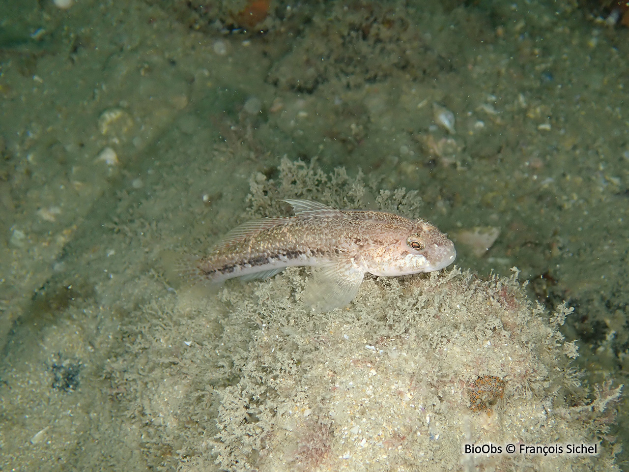 Gobie noir - Gobius niger - François Sichel - BioObs
